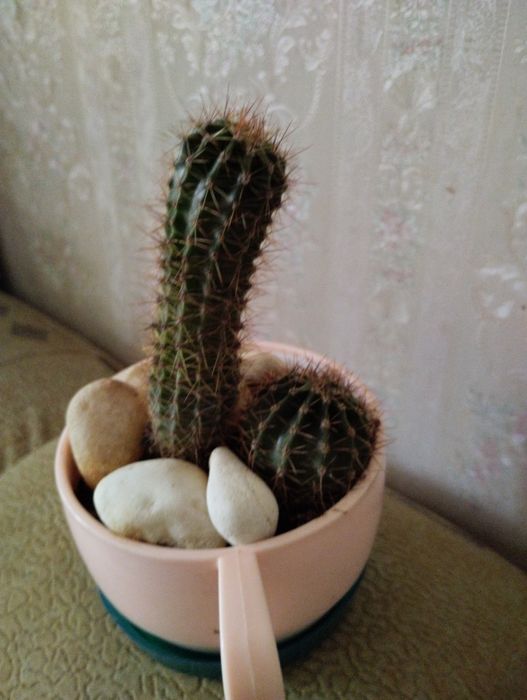 Кактус .Два (3) в одном горшке .