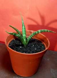 Продам. Сансевиерия Фернвуд Панк (Sansevieria Fernwood Punk)