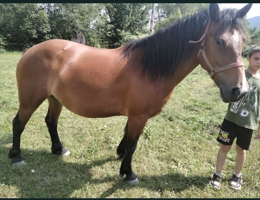 Vând iapă de 3 ani