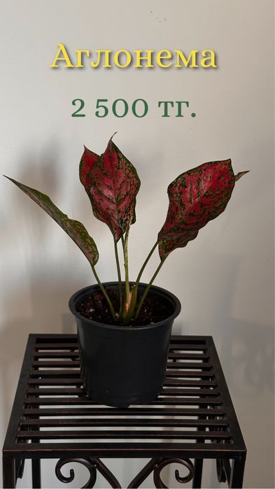 Комнатные цветы