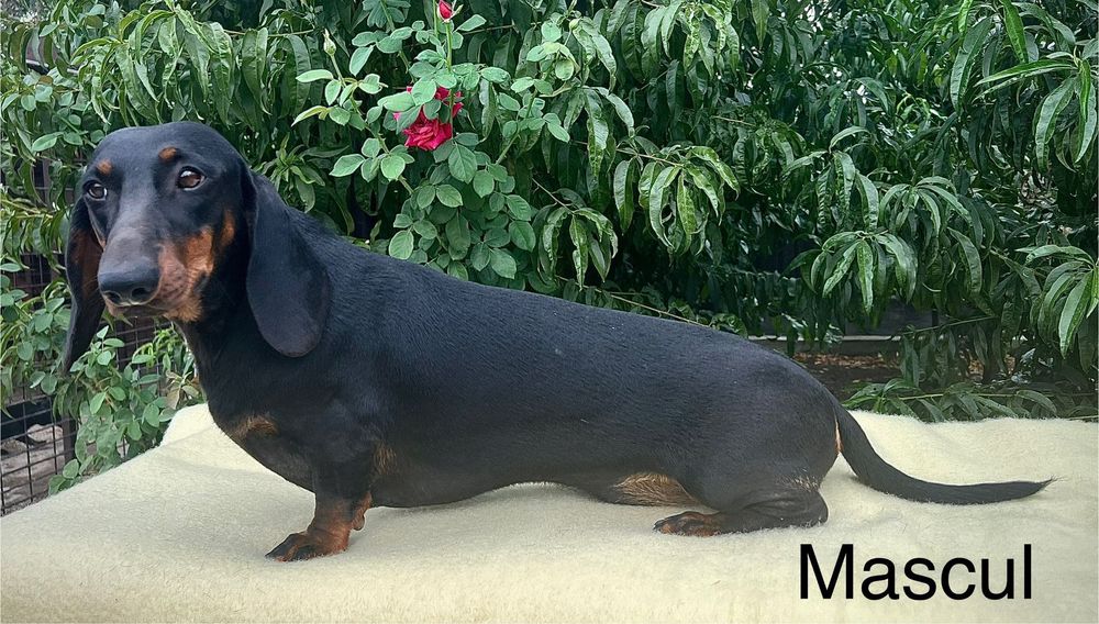 Cățel teckel femela