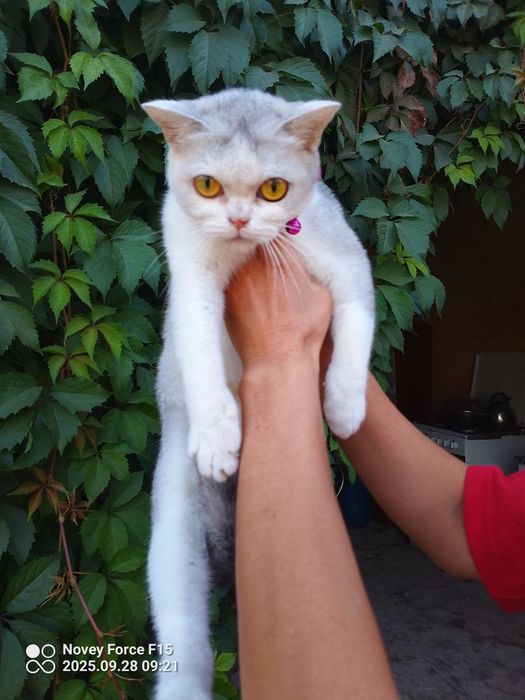 Mehribon ona mushuk sotiladi aqli yuvosh