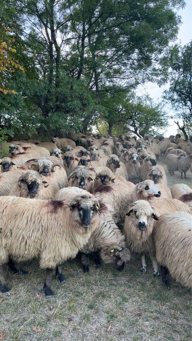 Oi bucalai si oacchese