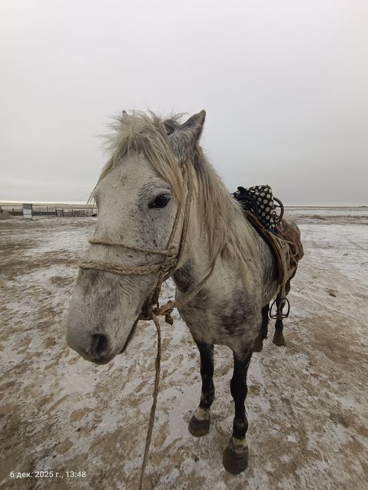 Ат сатылалы 650мын н/е үш баспактарга обмен бар н/е токтыга