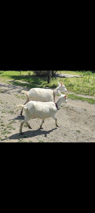 Capre Saanen gestante