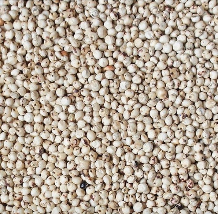 Vând sămânță de sorg alb pentru semănat
