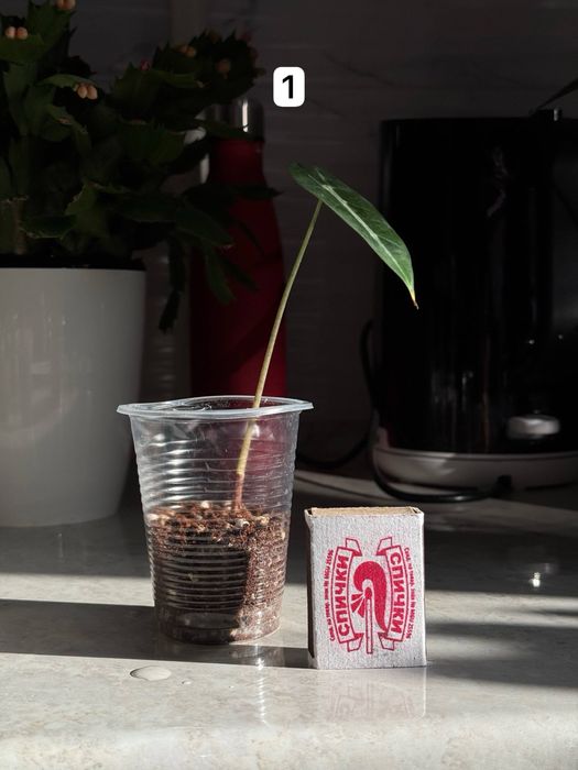 Bambino  Детки   1 детка - 25.000 сум