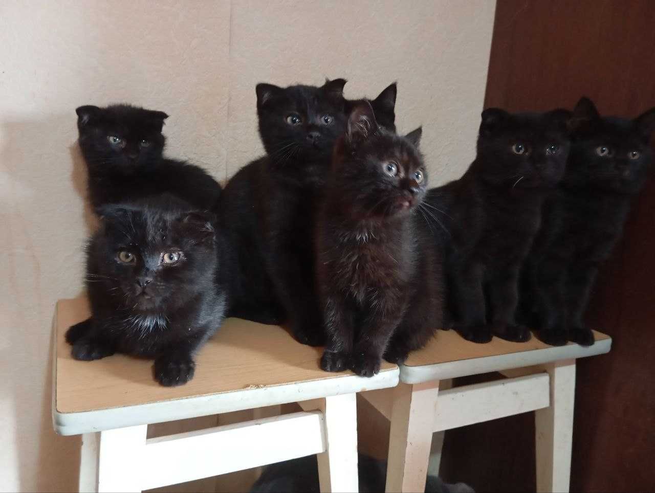 Котята в добрые руки. смотрите другие объявления автора
