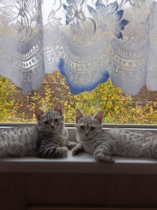 Отдам котят в добрые руки