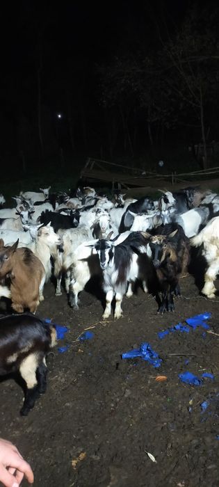 Vând capre bune de lapte și tinere mai multe detalii la tel