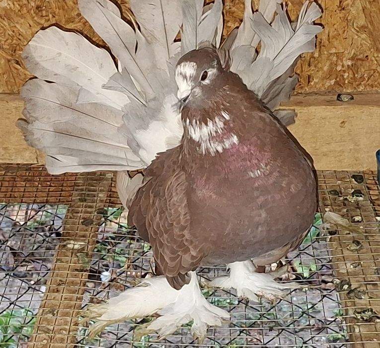 Voltat indian/Voltati indieni