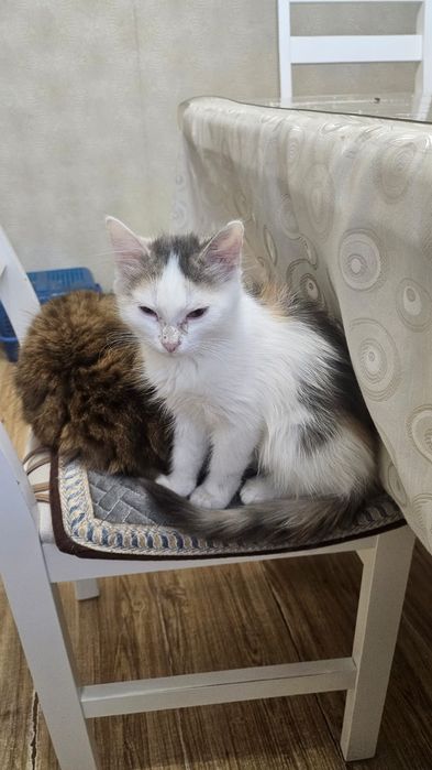 Бесплатно отдам в добрые руки