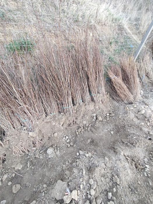 Puieti De calitate superioara cu dezvoltare dubla