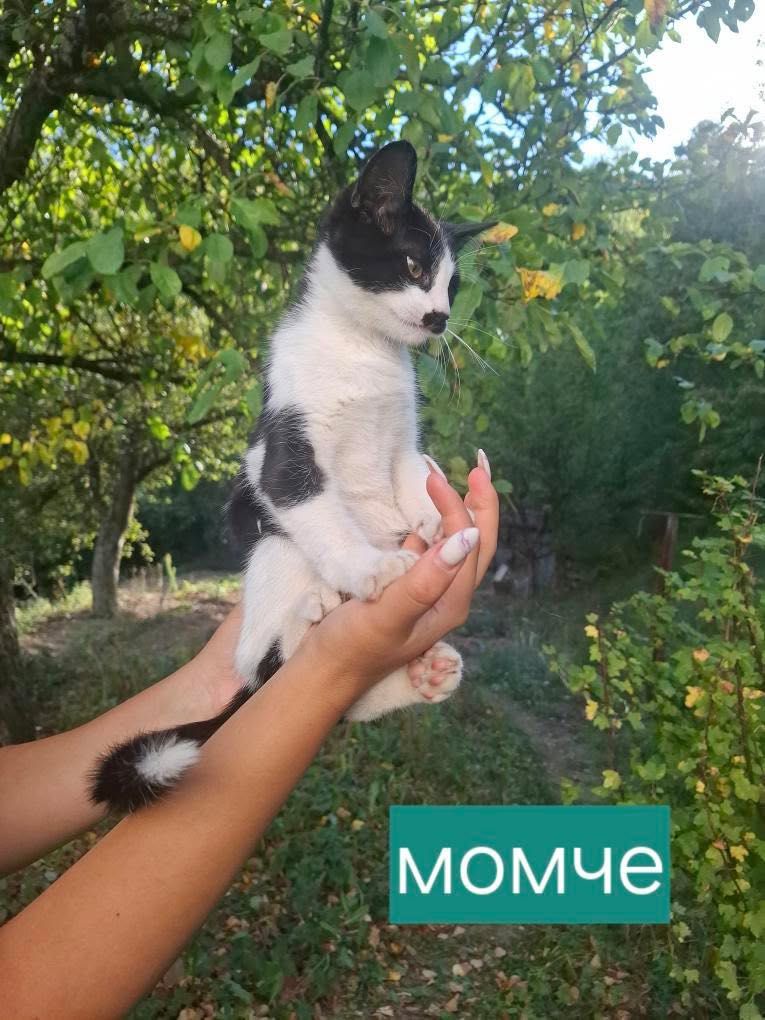 Подарявам котенце