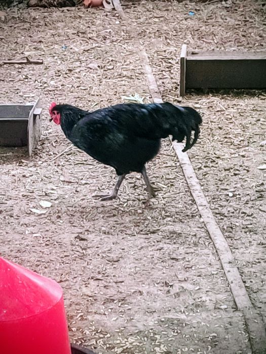 Cocoși Australop