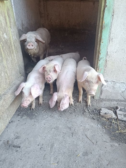 Продавам малки прасенца