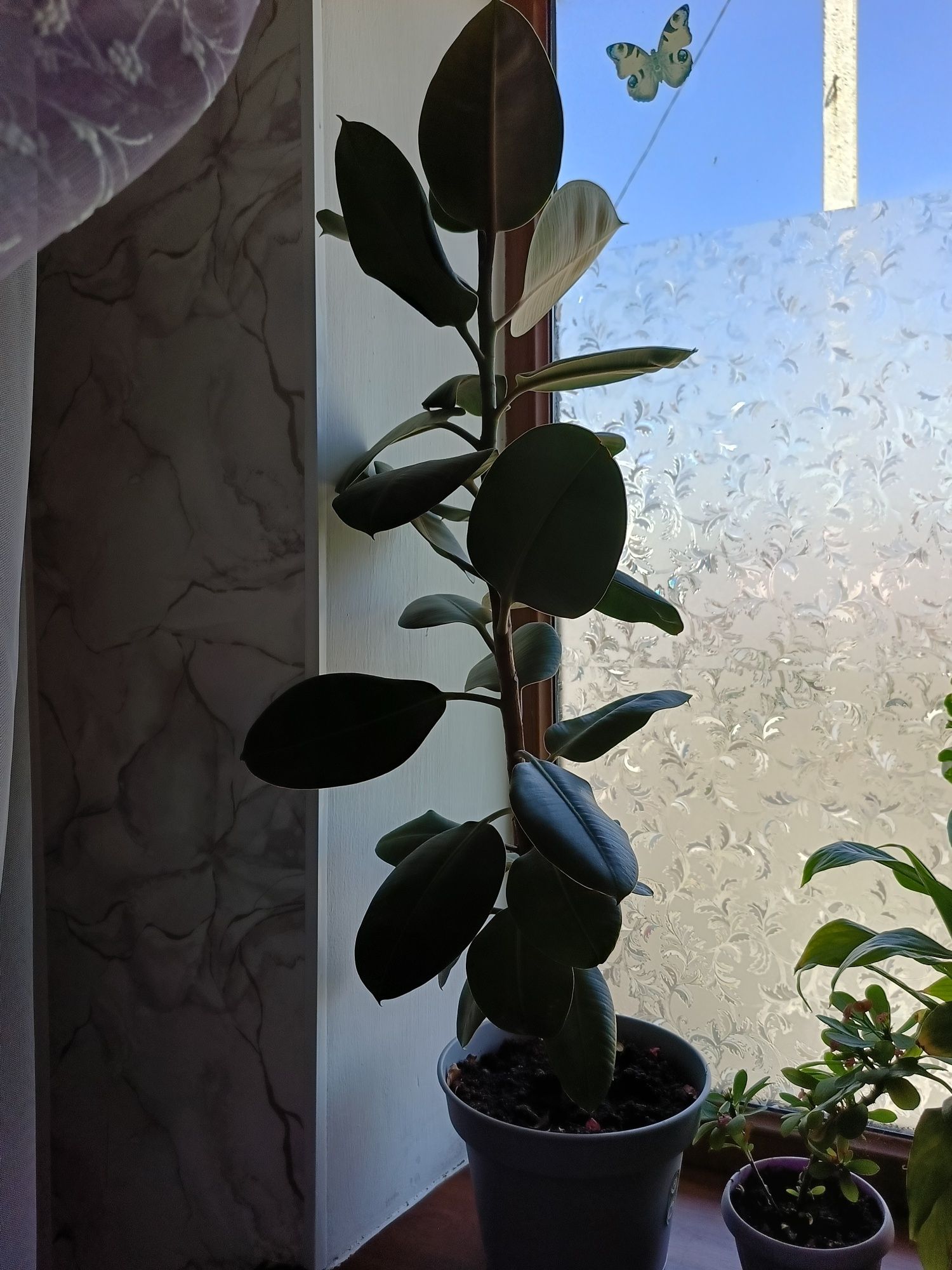 Продам комнатное растение фикус