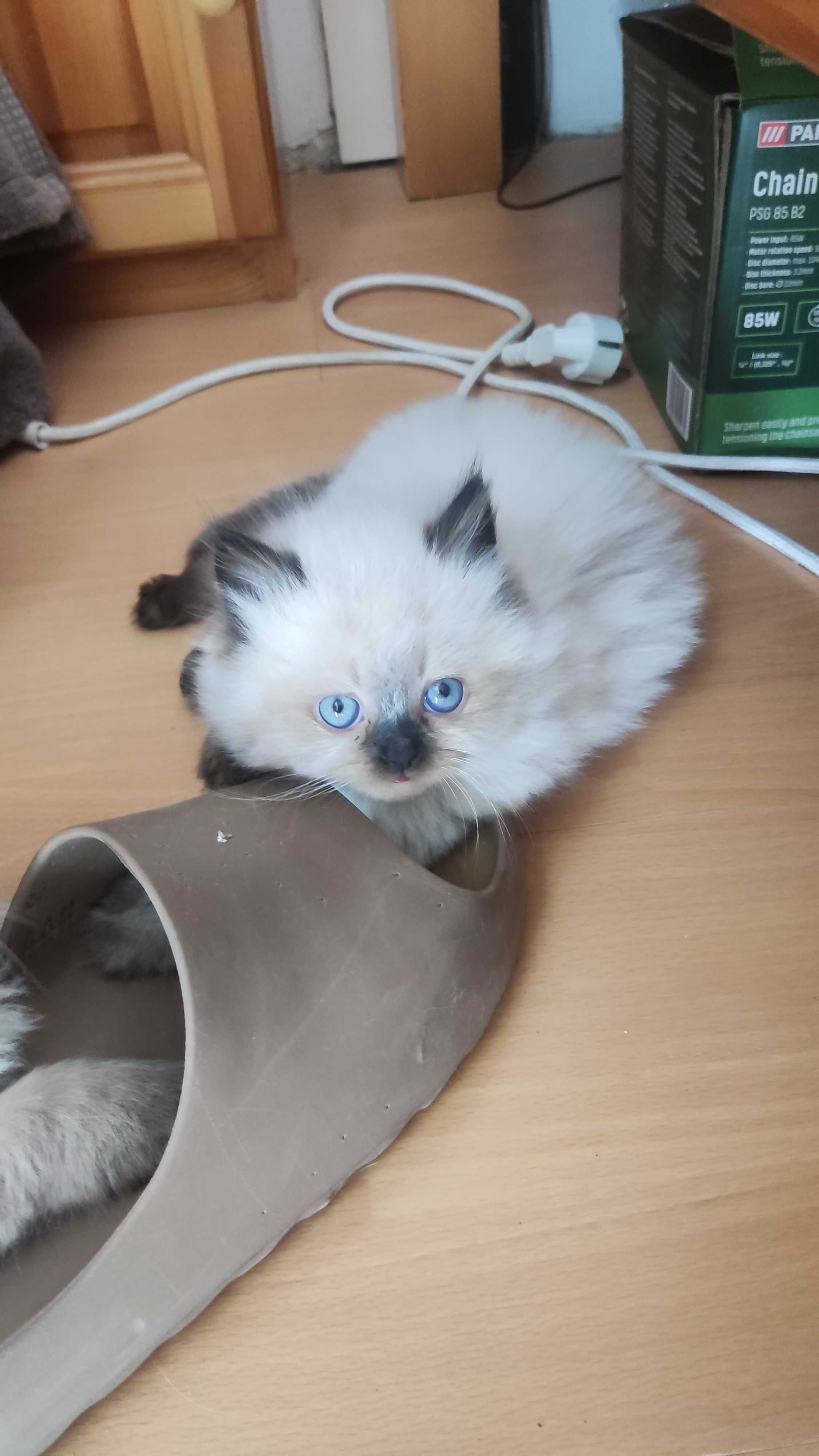 Персийски колорпойнт котенца
