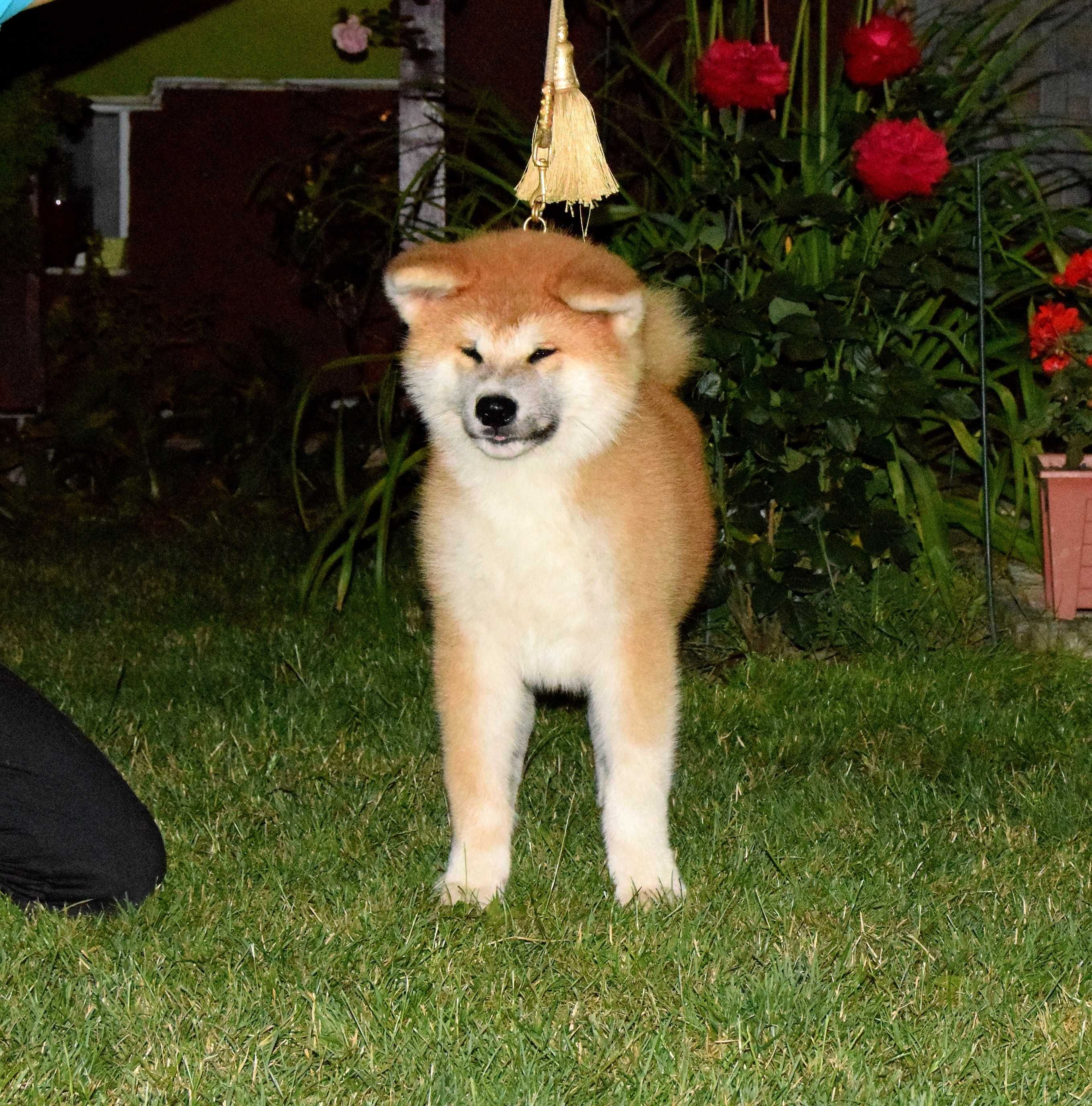 Cățeluș Akita inu de top, din părinți multipli campioni.