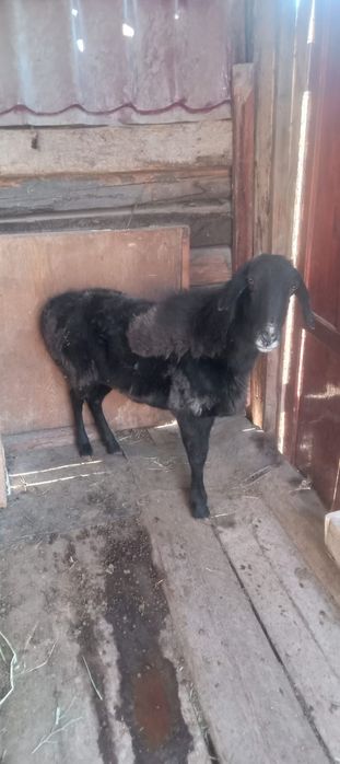 Қой семіз бидай жеп тұрған