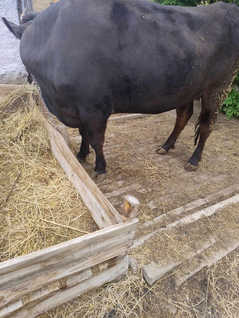 Vând vițea detalii la telefon