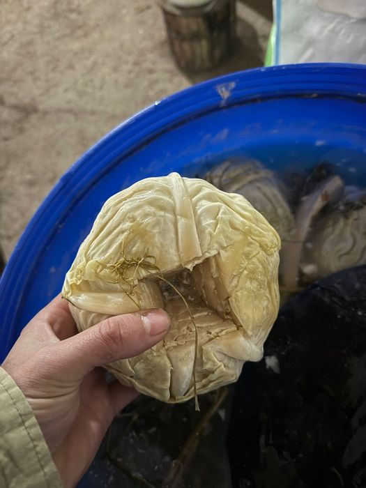 Varza murată pentru  sarmalute