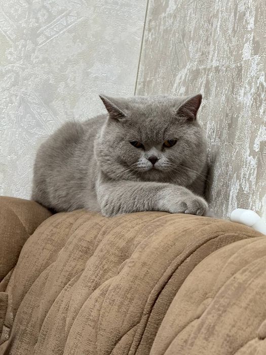 Вязки Британии лиловый