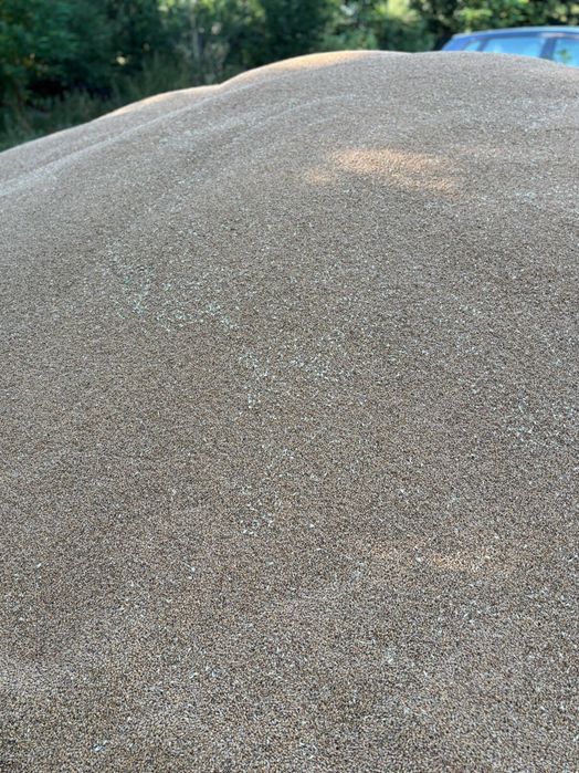 Vând grâu, producție 2025