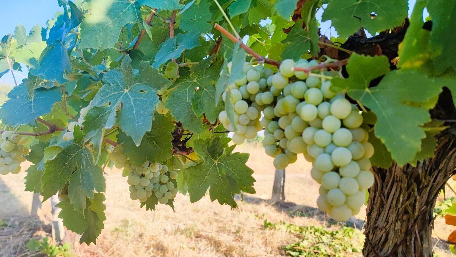 Продавам грозде Мускат Отонел