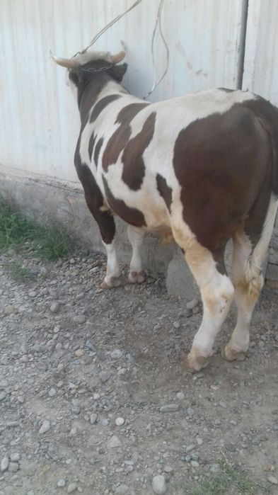 Buqa sotiladi tez va arzon narxlarda