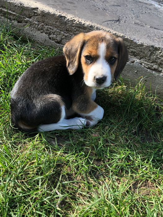 Pui Beagle tricolor 8 săptămâni