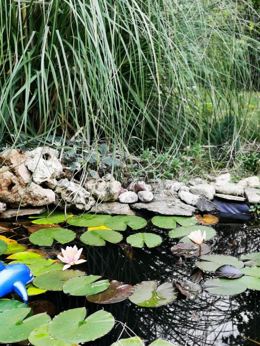 Бяла и жълта водна лилия холандска