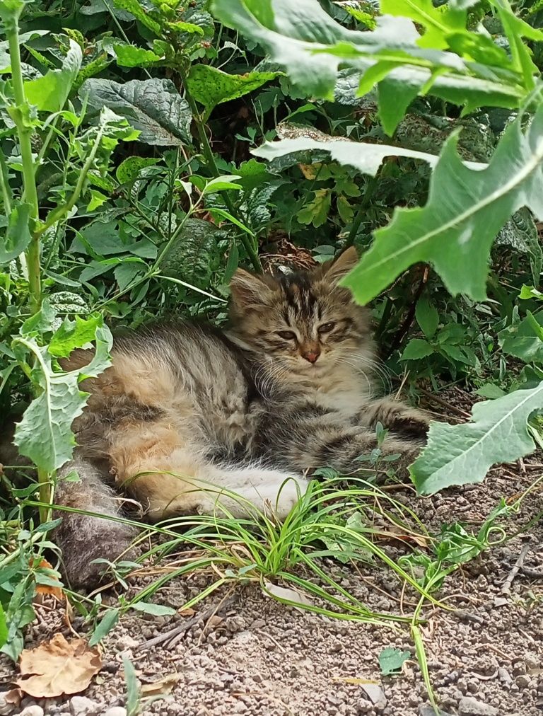 Котята бесплатно,в хорошие руки