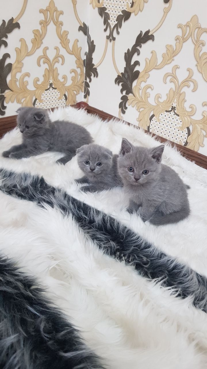 Scottish fold правильная вязка