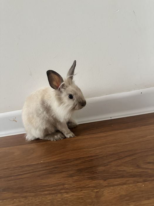 Кролик домашний ласковый