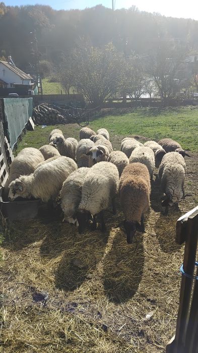 Miele carabase de vanzare