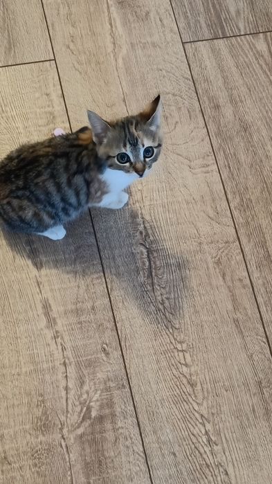 Donez pisicuță junior