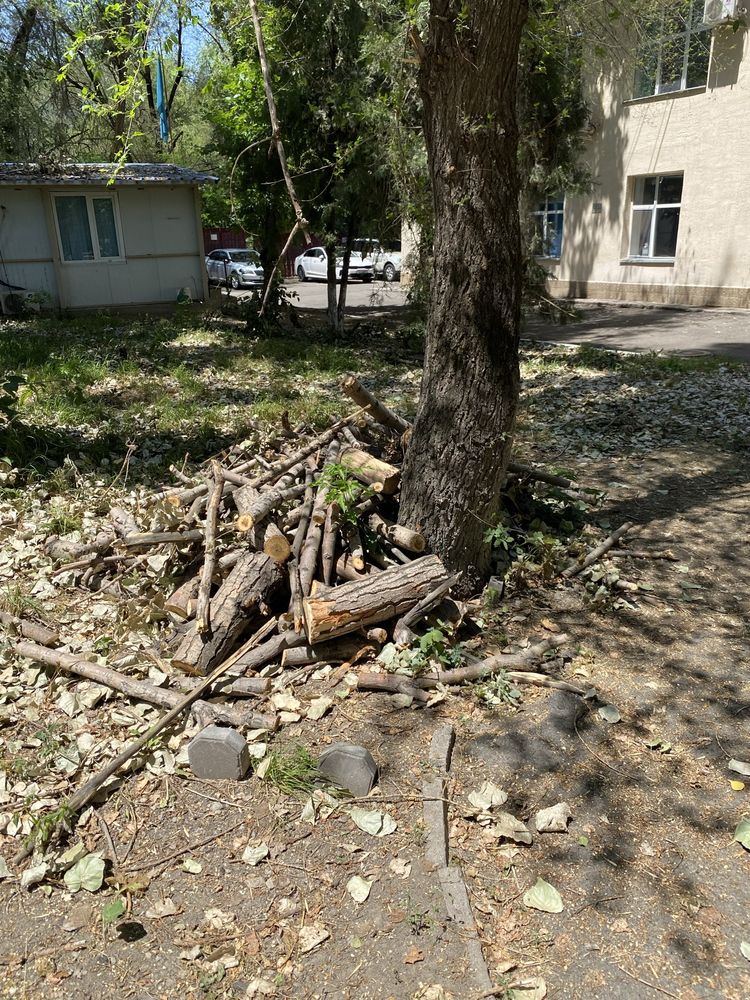 Отдам дрова бесплатно (примерно 1 газель)