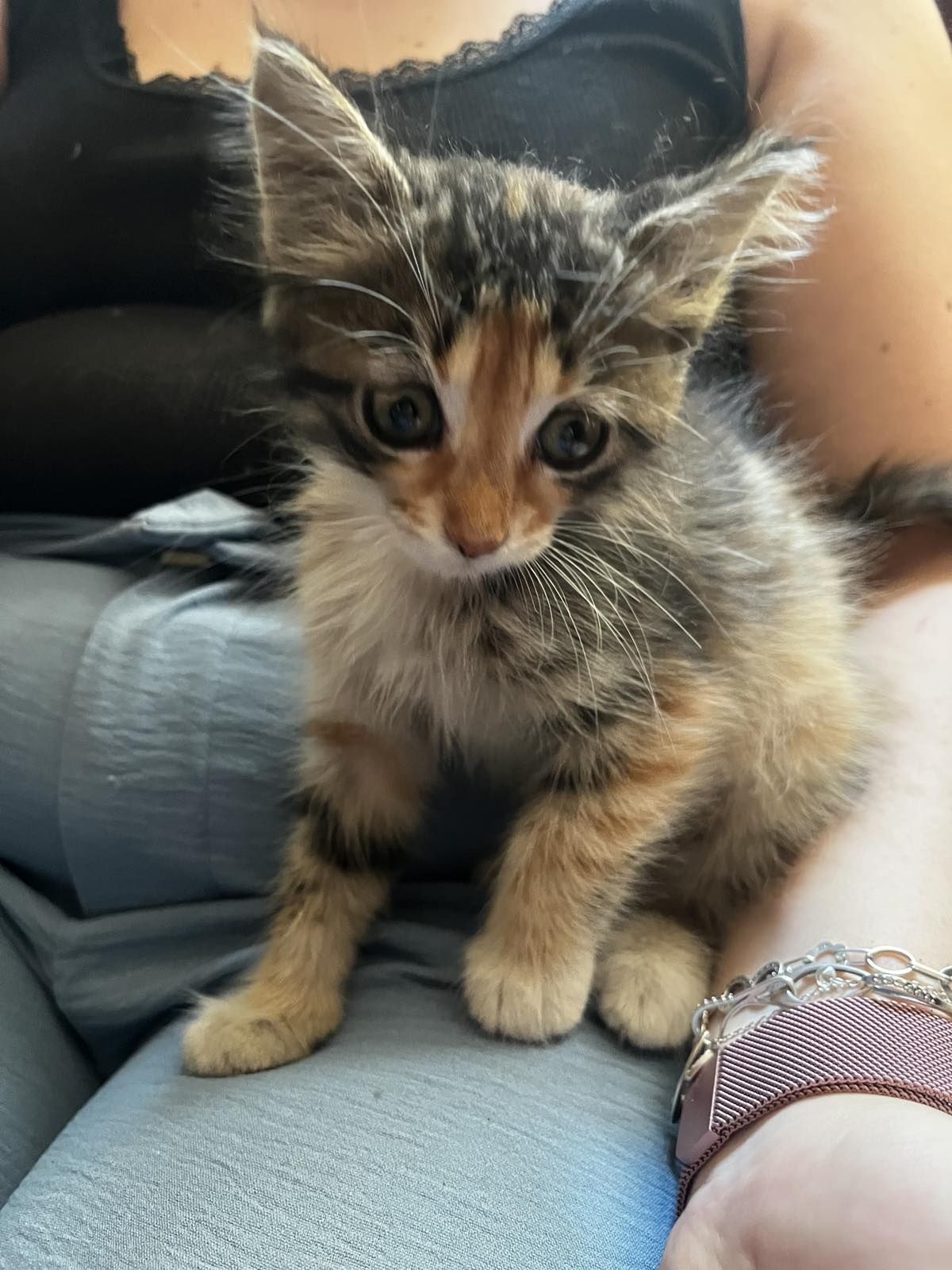 Подарявам малко коте