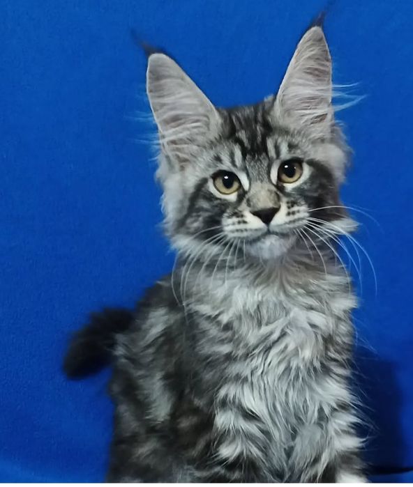 Котята породы Мейн Кун