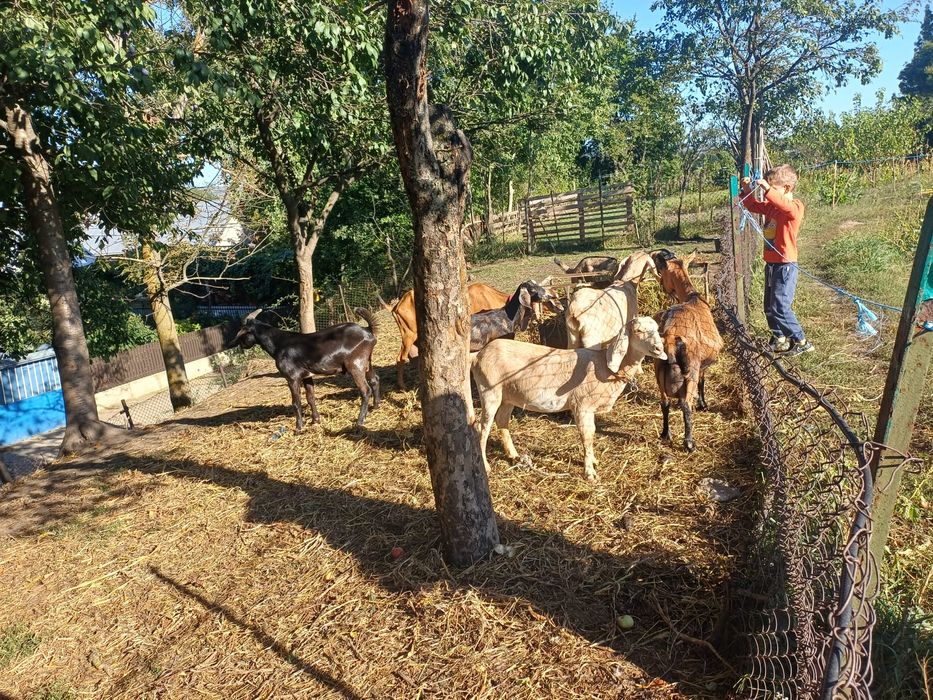 Vând capre și iede anglonubian