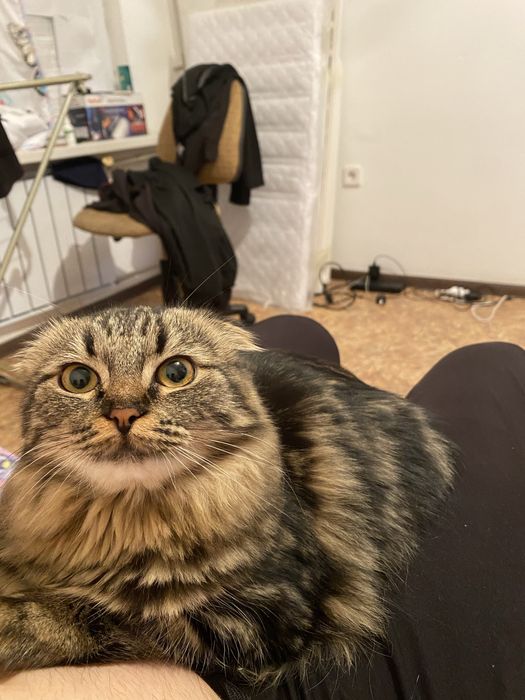 Отдам даром кошки