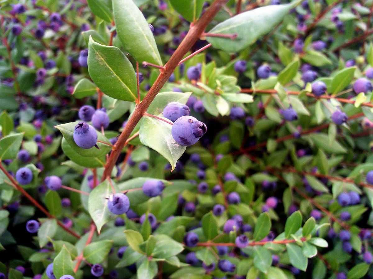 Мирта / Myrtus Communis