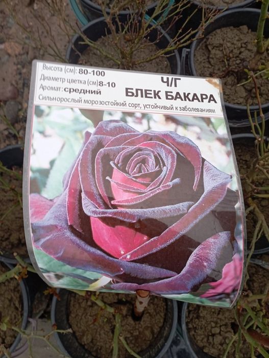 Gullar ekish xizmati