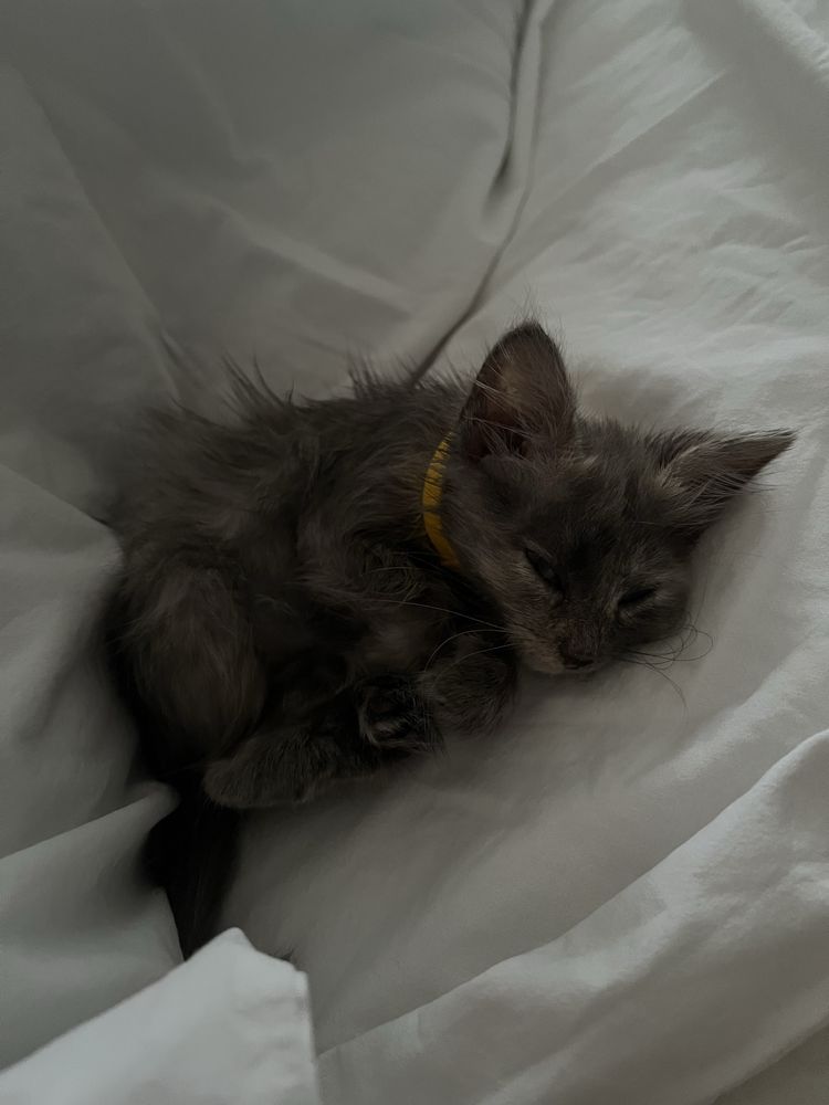 Котенок (девочка, 1 месяц) ищет добрые руки