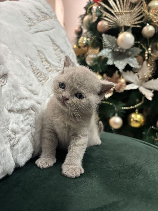 Британски котета (лилави)