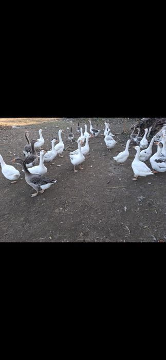 Vând gâște romanesti și lesesti