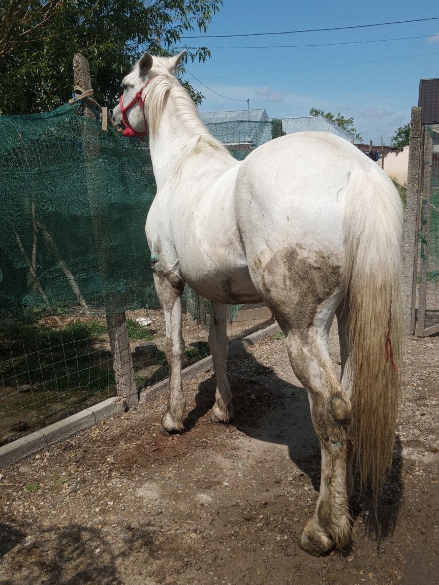 Vând armăsar de 6 ani