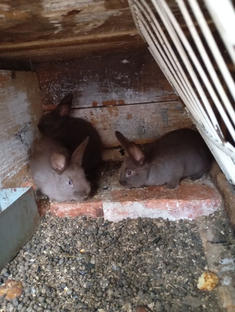 De vânzare,3 iepuri albastru vienez 40 lei buc.