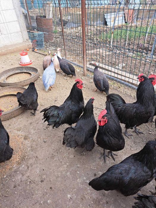 Vând cocoși Austrolop negru